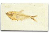 Detailed Fossil Fish (Diplomystus) - Wyoming #367570-1